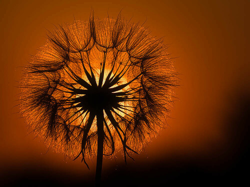 pappus-vor-untergehender-sonne-17865.jpeg