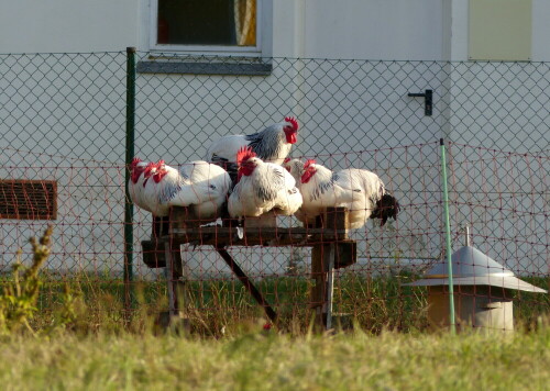 

Aufnameort: Triesdorf
Kamera: Panasonic Lumix FZ 200