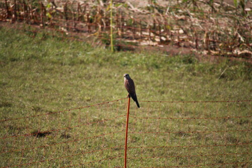 Greifvogel auf dem Zaun einer Schafwiese

Aufnameort: Rees am Rhein
