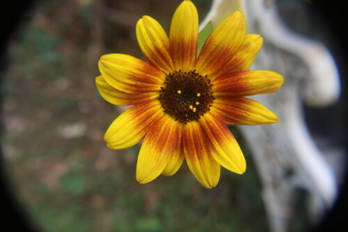 kleinblumige-sonnenblume-helianthus-debilis-17921.jpeg