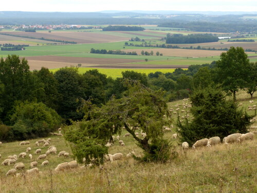 landschaftspfleger-am-hesselberg-17919.jpeg