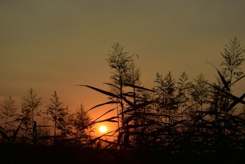 Sonnenuntergang in der Wetterauer-Auenlandschaft

Aufnameort: Wetterau
Kamera: Nikon D7200