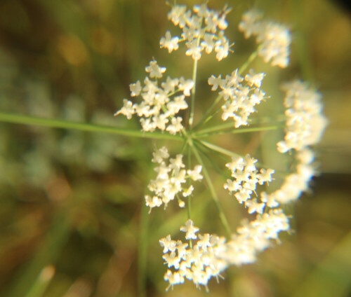 dolde-eines-wiesenkerbels-anthriscus-sylvestris-l-17929.jpeg