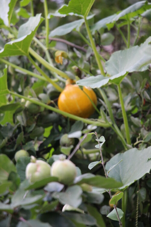 Eine Hokkaidokürbispflanze hat Halt an einem Apfelquittenbaum gefunden.
https://de.wikipedia.org/wiki/Hokkaidokürbis
(Rotfärbung erfolgt bei Besonnung wie Reifung.)
e.wikipedia.org/wiki/Quitte


https://www.youtube.com/watch?v=6e4BnTAyX6o
https://www.youtube.com/watch?v=r9RxFQ-ytCM
https://www.youtube.com/watch?v=44vlgvgNASU
https://www.youtube.com/watch?v=fPc-icw30Zg
u. a.

Aufnameort: Eiershausen Garten
Kamera: Canon EOS 700D