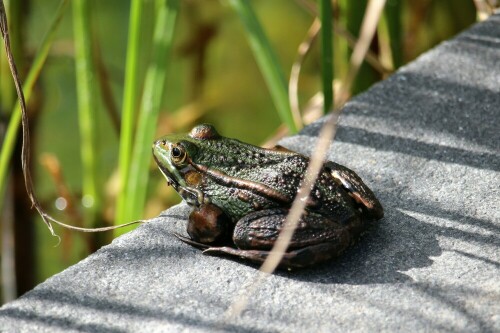 Frosch in der Sonne

Aufnameort: Bad Zwischenahn
Kamera: Canon Eos 700 D