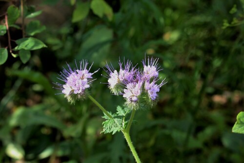 Schöne Blüte im Oktober 2016

Aufnameort: Stadtlohn
Kamera: Canon Eos 700 D