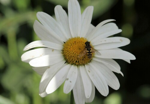 Insekt auf einer Blüte im Oktober

Aufnameort: Bad Zwischenahn
Kamera: Canon Eos 700 D