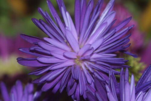 blaue-herbstastern-aster-l-17979.jpeg