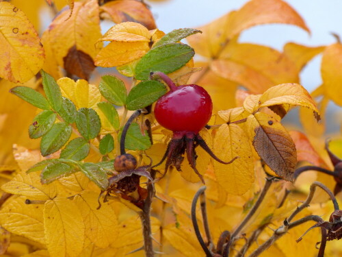 kartoffelrosenfrucht-18037.jpeg