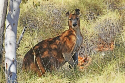 bergkanguru-wallaroo-euro-18017.jpeg