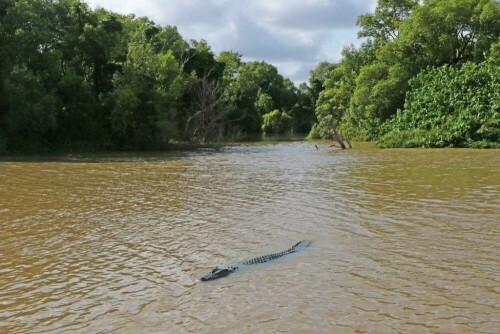 krokodil-im-adelade-river-18003.jpeg