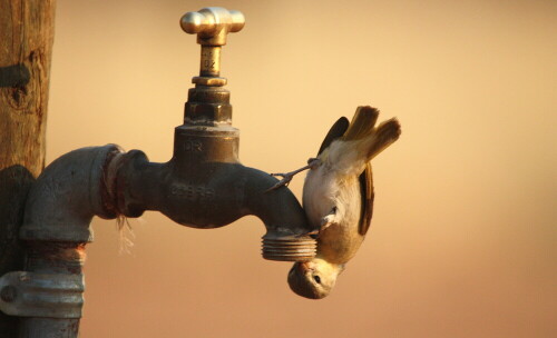 Fotografiert neben dem Zelt

Aufnameort: Campsite Olifantsrus Etosha / Namibia
Kamera: Canon 450D