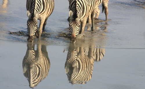 Am Wasserloch fotografiert

Aufnameort: Olifantsrus - Etosha/Namibia
Kamera: Canon 450D