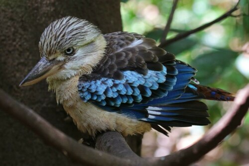 kookaburra-haubenliest-18064.jpeg