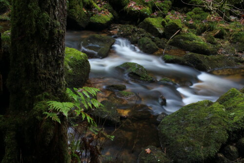 schwarzwald-in-herbst-18545.jpeg