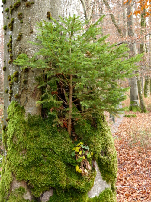 

Aufnameort: Wald bei Auernheim
Kamera: Panasonic Lumix FZ 200