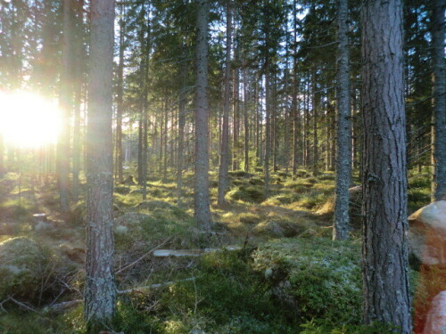 Aufgenommen in Mittelschweden


