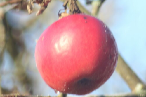 Offensichtlich können manche Apfelsorten noch eine gewisse Zeit aushalten. Hier ein "Winterapfel" - ggf. auch Nährung für 
Vögel wie z. B. Amseln im Winter.
https://de.wikipedia.org/wiki/Apfelreifeklassen

Aufnameort: Eiershausen Garten
Kamera: Canon EOS 700D