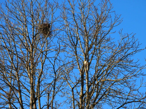 Aus dem Nest gefallen? Nur in den Wintermonaten gibt der Kastanienbaum in unserer Straße den Blick frei auf das Elsternest in seiner Krone, das im Frühjahr von den Vogeleltern auch immer wieder gerne zum Brüten genutzt wird. Wie ein aus dem Nest gefallenes übergroßes Ei mutet da der Fußball an, der beim Spielen zu hoch geflogen ist und sich nun fest in der Baumkrone eingenistet hat - als direkter Nachbar der Elstern.

Aufnameort: Steinen-Hägelberg
Kamera: Olympus E-PM1