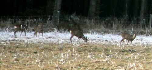 rehbock-und-drei-rehe-capreolus-capreolus-l-1758-18227.jpeg