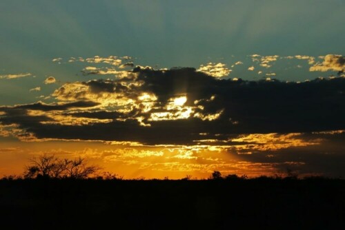 

Aufnameort: austr. fitzroy crossing
