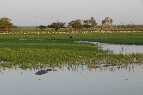 

Aufnameort: austr kakadu np
