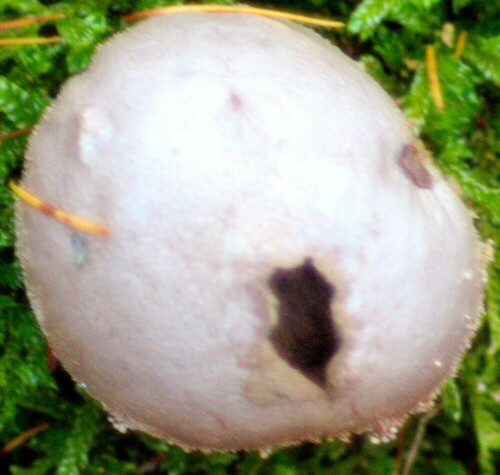 Der Kartoffelbovist(Scleroderma citrinum) wächst auf versauertem Substrat(Boden), das(der) auch Sand enthalten kann, 
in Nadel- wie Mischwald an trockenen Standorten.
Dort kann er vom Sommer bis etwa Spätherbst angetroffen werden.
https://de.wikipedia.org/wiki/Dickschaliger_Kartoffelbovist

Aufnameort: Waldrand Hirschbergwald
Kamera: Canon EOS 700D