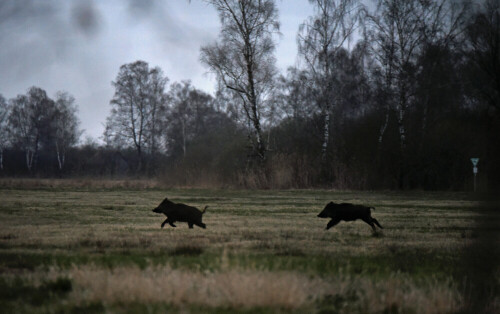 rennende-wildschweine-18254.jpeg