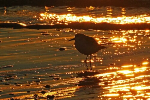 sanderling-im-abendlicht-18258.jpeg