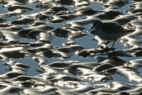 sanderling-im-watt-18257.jpeg