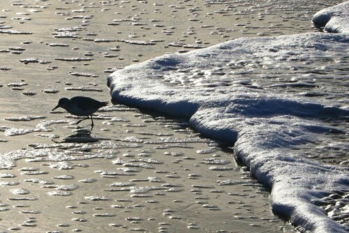 sanderling-vor-welle-18259.jpeg