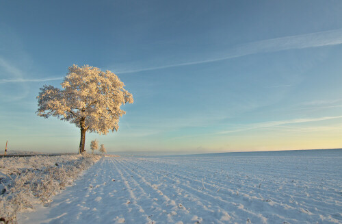 winter-frost-19161.jpeg