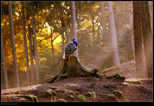 Pfau im Wald

Aufnameort: Deutschland / NRW
Kamera: Canon EOS 7D Mark II / Bild stark verkleinert wg. 15MB