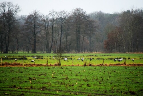 

Aufnameort: Niedersachsen
Kamera: Nikon D5300