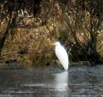 silberreiher-ardea-alba-l-1758-18289.jpeg