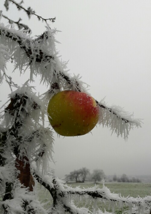 frostig-fruchtig-23206.jpeg