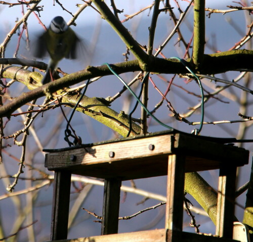 blaumeise-cyanistes-caeruleus-l-1758-im-anflug-18310.jpeg