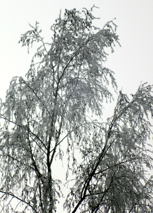 hangebirke-betula-pendula-roth-beraureift-18305.jpeg