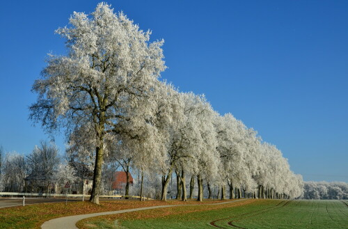 platanenallee-triesdorf-im-raureif-18324.jpeg