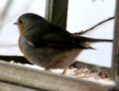 rotkehlchen-erithacus-rubecula-18319.jpeg