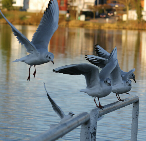 Möwen

Aufnameort: Seligenstadt Main
Kamera: Canon EOS 7D Mark II