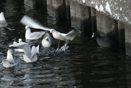 Ein ganz schönes Gezetere, das die Möwen hier veranstalten. Ob es sich lohnt?

Aufnameort: Spree
Kamera: sony a200