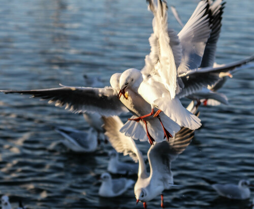 Möwen

Aufnameort: Main Seligenstadt
Kamera: Canon EOS 7D Mark II