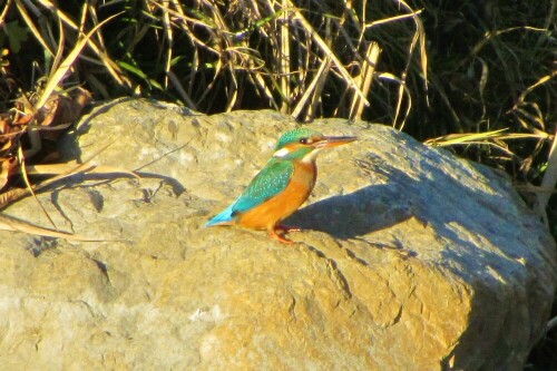 Schön in der Abendsonne! Französisch hisst er Martin-pêcheur, hier im Bernbiet heisse ich peschö martän

Aufnameort: Belp - Toffen am Toffenkanal (BE, Schweiz)
Kamera: Canon PowerShot SX220 HS