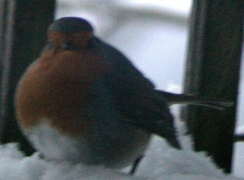 rotkehlchen-erithacus-rubecula-18363.jpeg