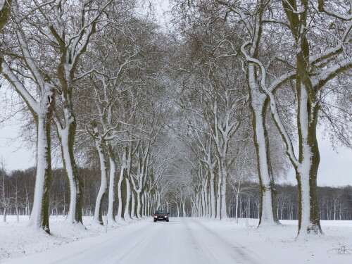 triesdorf-platanenallee-im-schnee-18395.jpeg