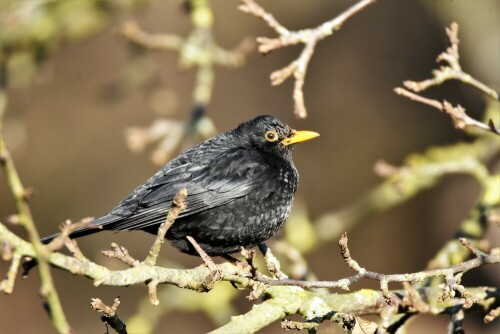 Amsel-Männchen geniest die Vorfrühlingssonne

Aufnameort: Wetterau -  im Waldgebiet der "Hainbach"
Kamera: Nikon D7200