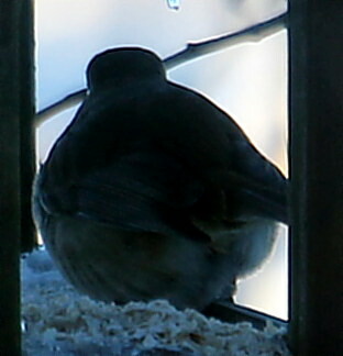 rotkehlchen-erithacus-rubecula-l-1758-18423.jpeg