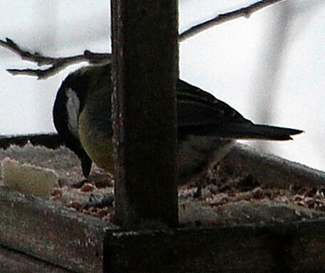 kohlmeise-parus-major-l-1758-i-18434.jpeg