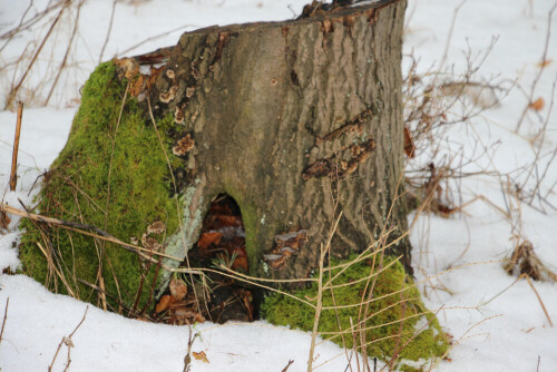 Stumpf einer Rotbuche, die ggf. für Kleingetier einen Unterschlupf bieten kann.
https://de.wikipedia.org/wiki/Baumstumpf

Aufnameort: Eiershausen Hirschbergwald
Kamera: Canon EOS 700D